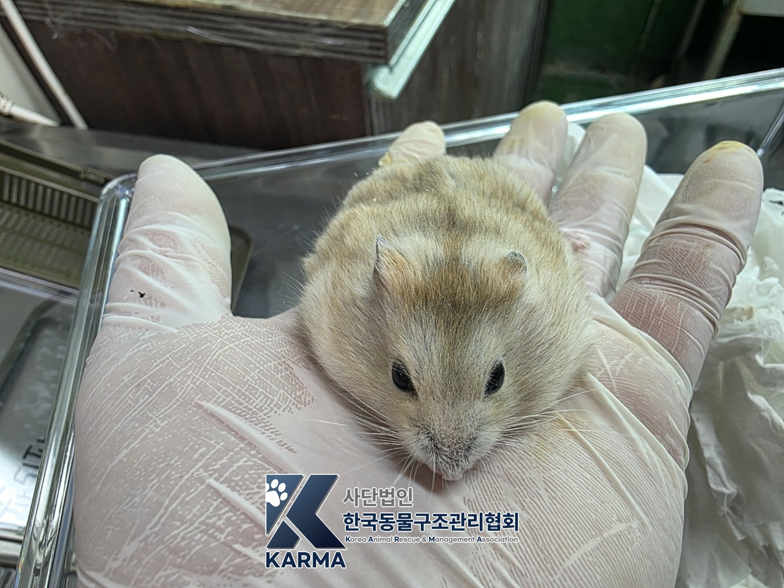 보호 중인 햄스터