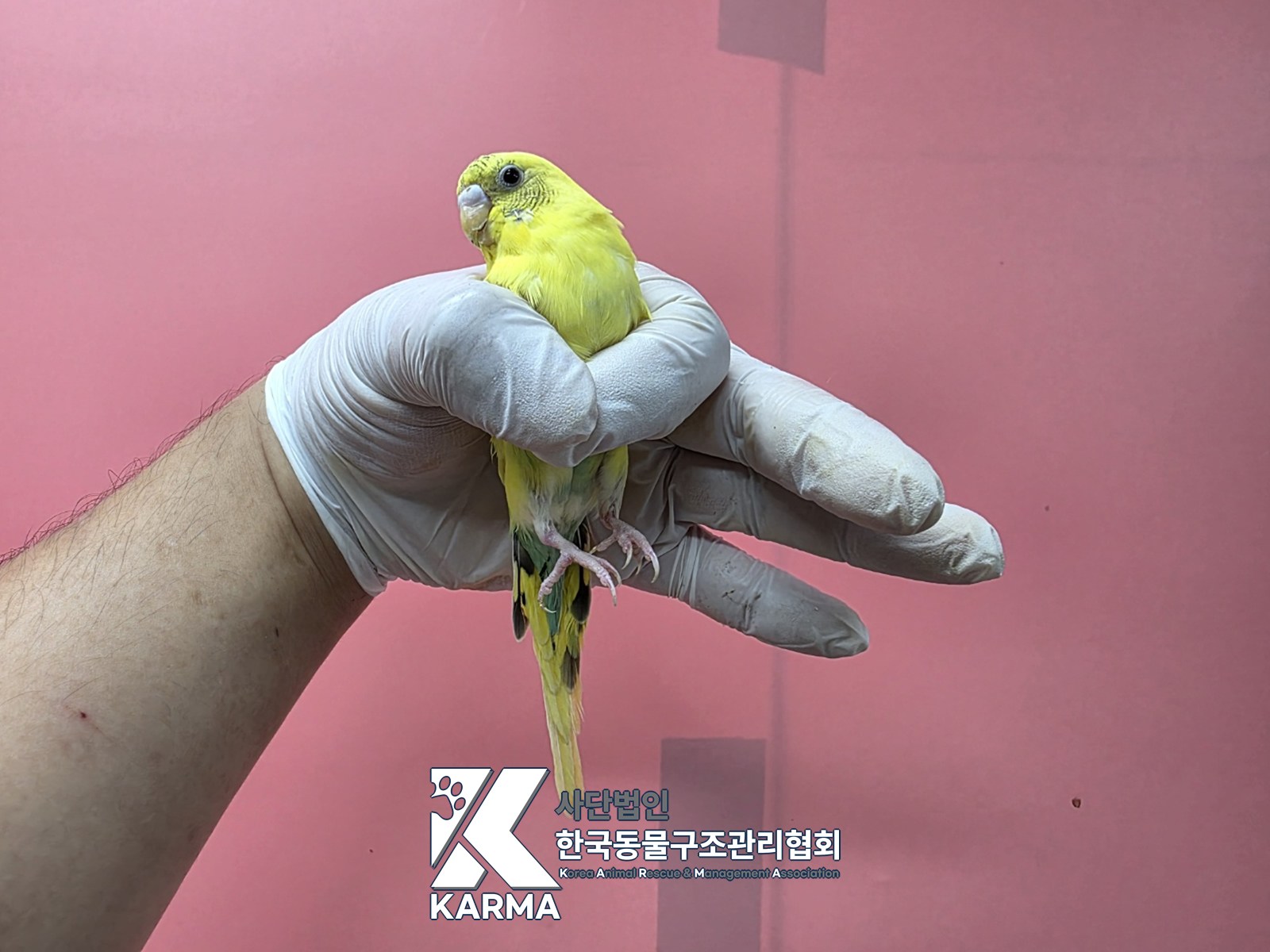 보호 중인 앵무새