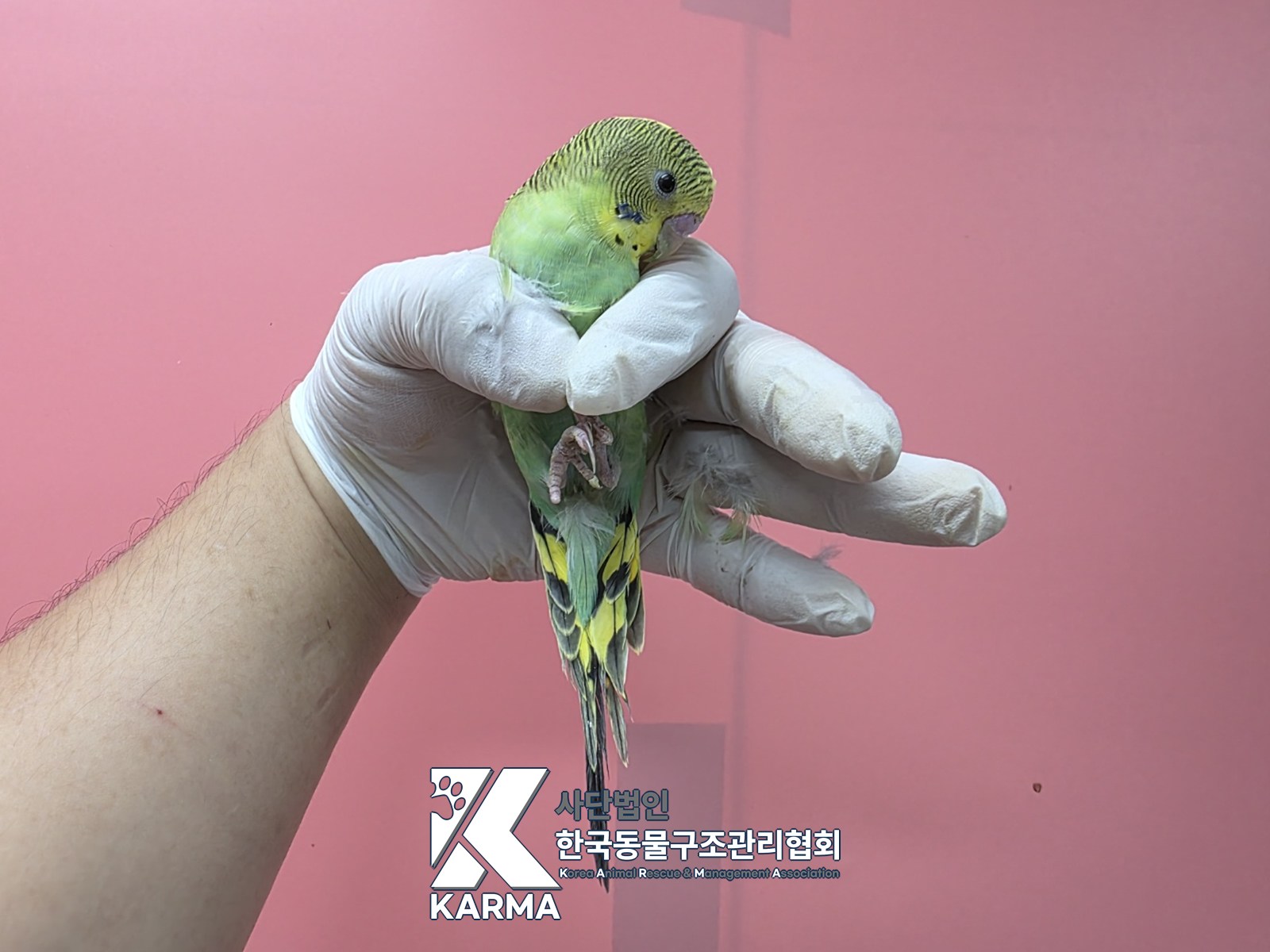 보호 중인 앵무새