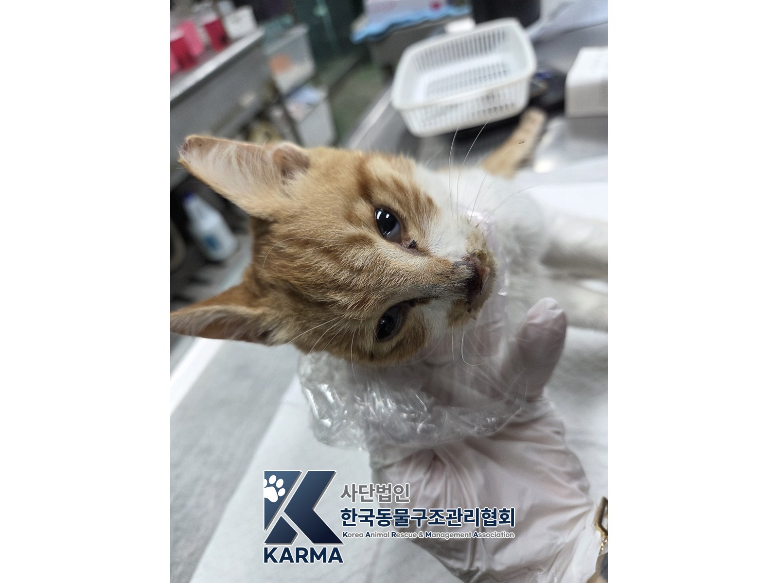 보호 중인 한국 고양이