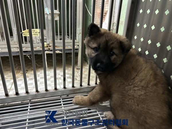보호 중인 믹스견
