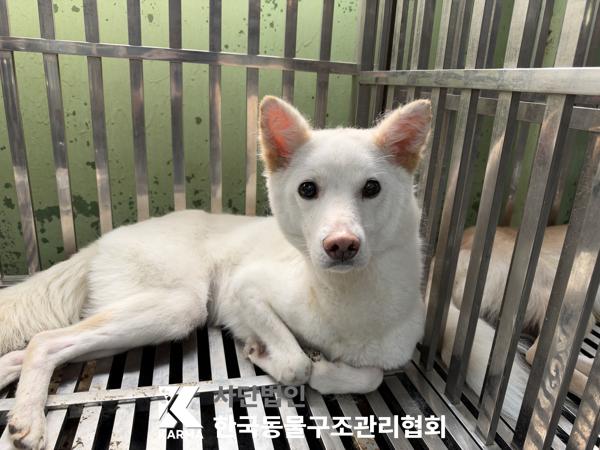 보호 중인 믹스견