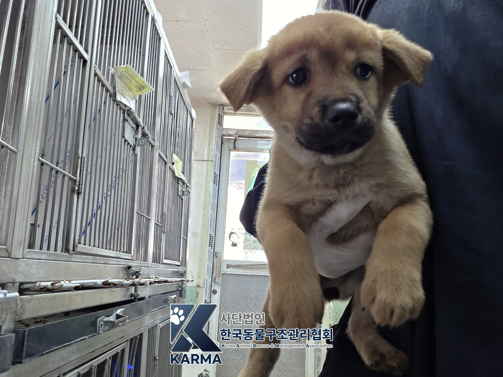 보호 중인 믹스견
