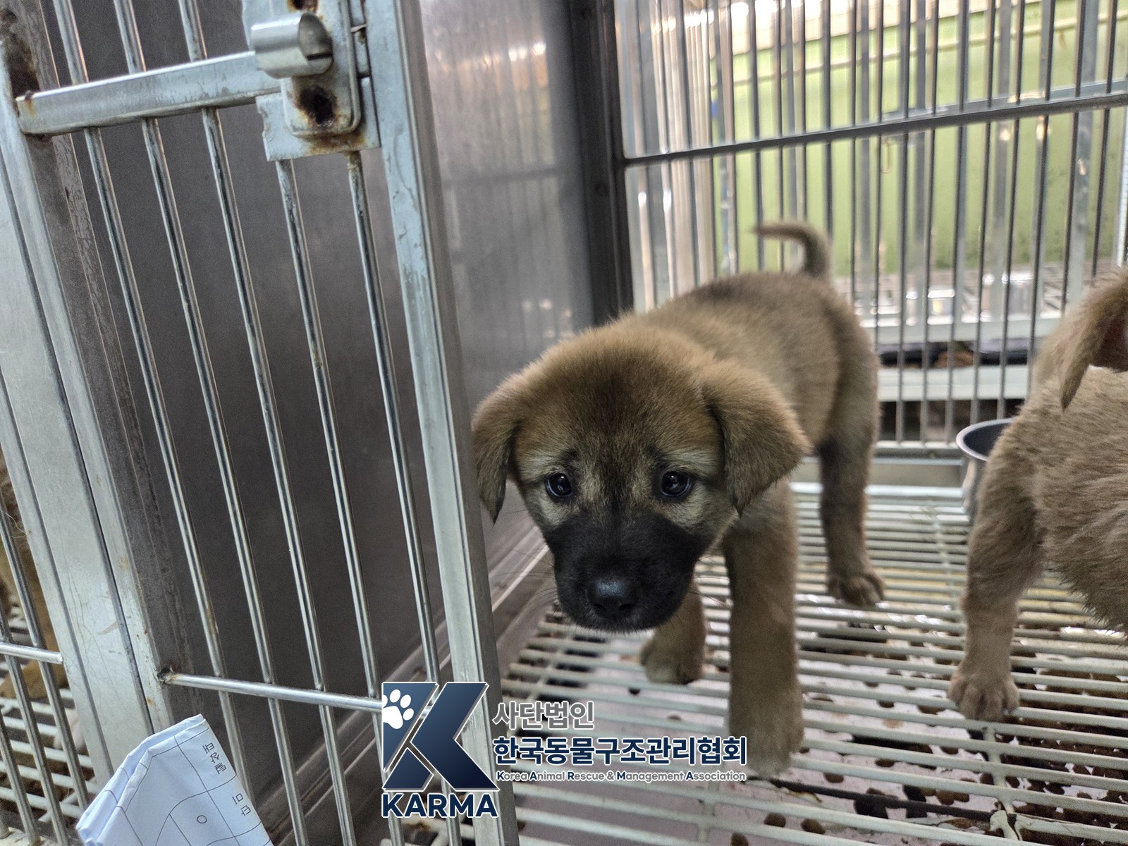 보호 중인 믹스견