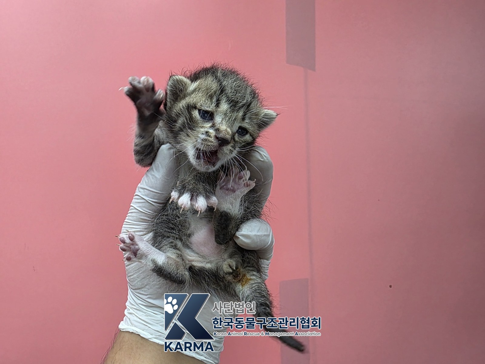 보호 중인 한국 고양이