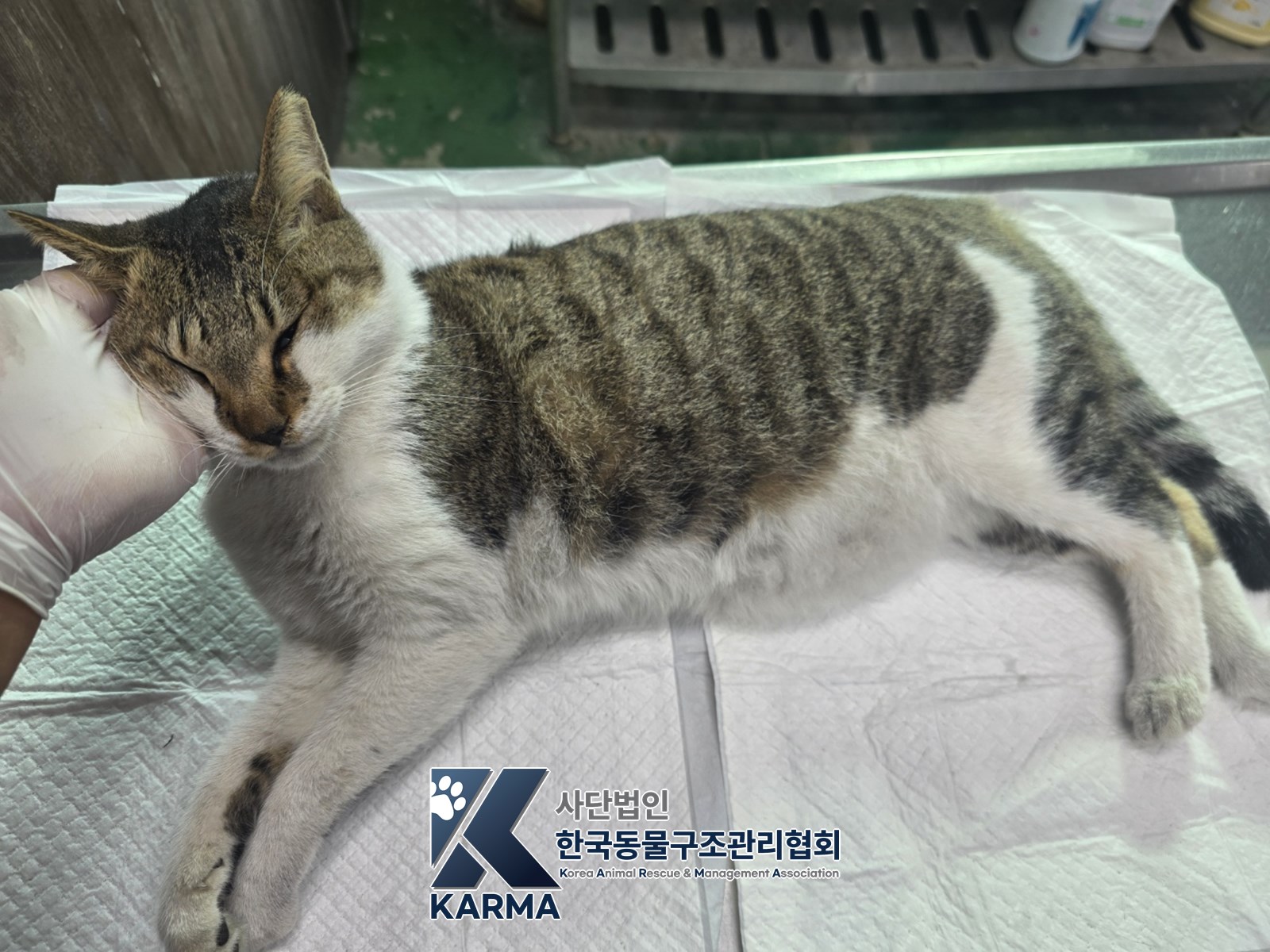 보호 중인 한국 고양이