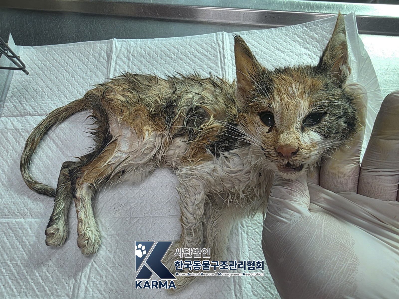 보호 중인 한국 고양이