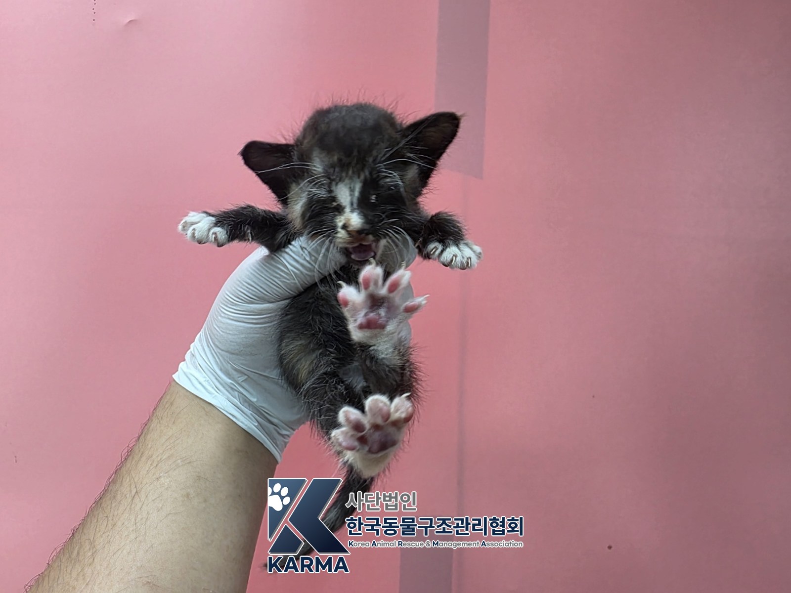 보호 중인 한국 고양이