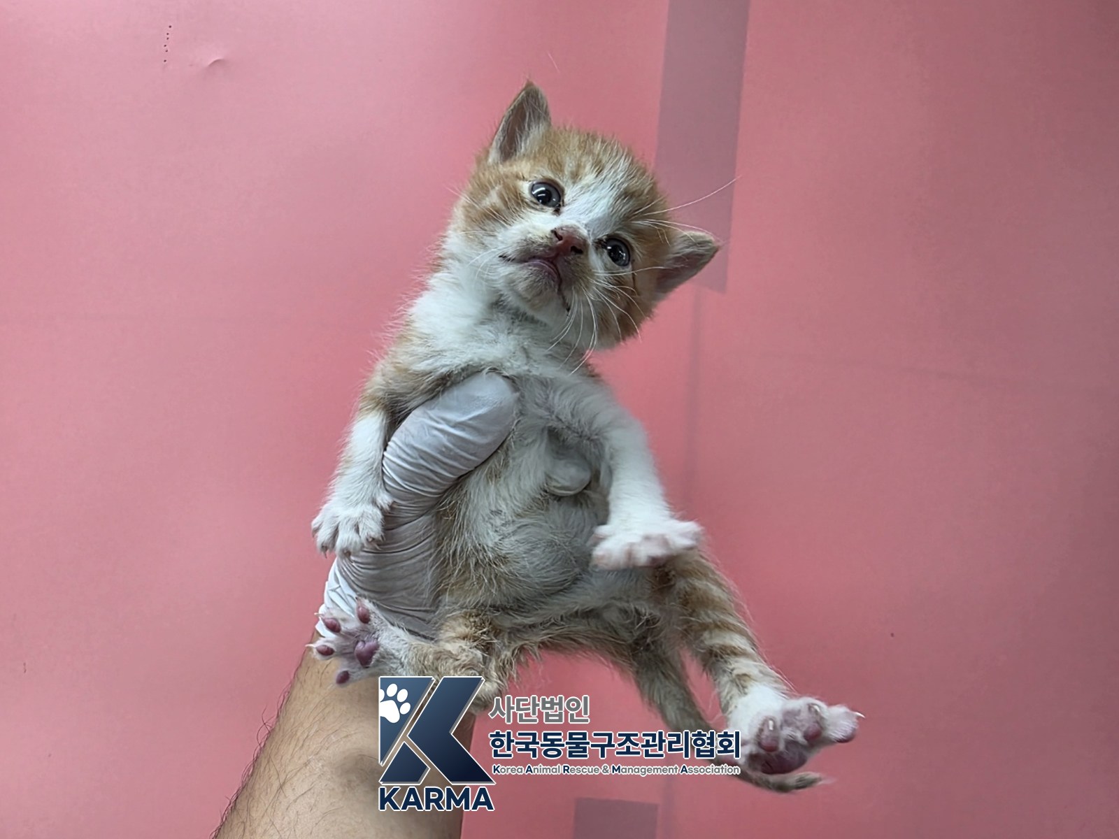 보호 중인 한국 고양이
