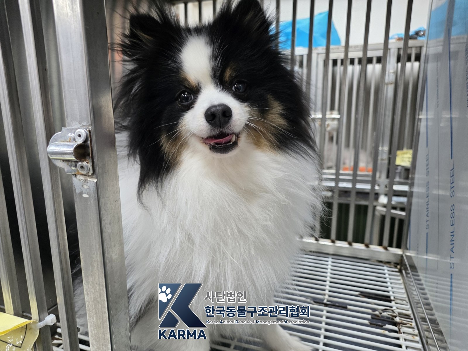 보호 중인 포메라니안