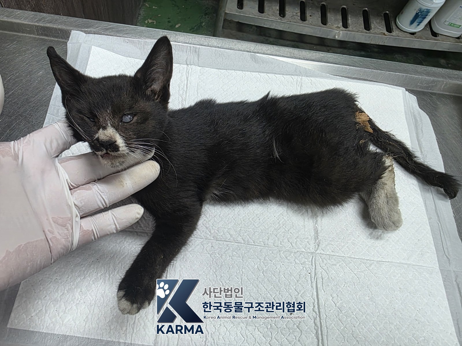 보호 중인 한국 고양이