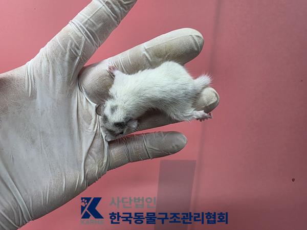 보호 중인 피그미다람쥐