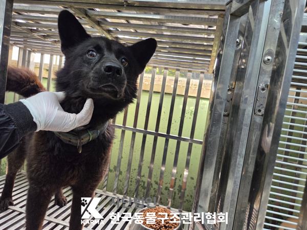 보호 중인 믹스견