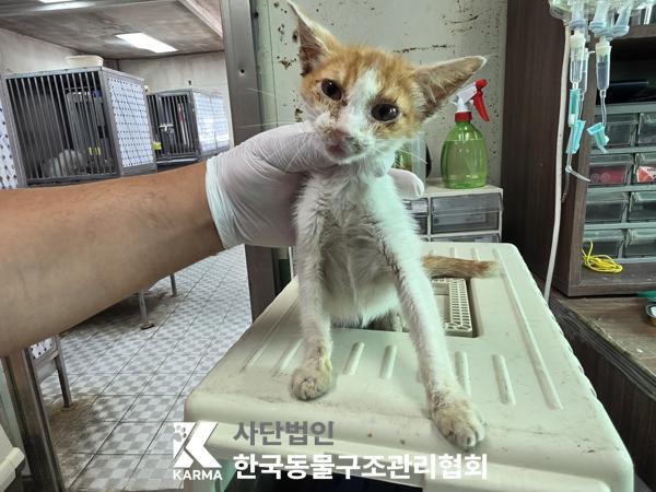 보호 중인 한국 고양이