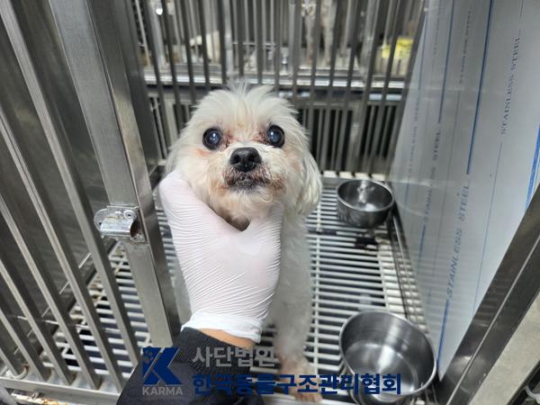 보호 중인 말티즈