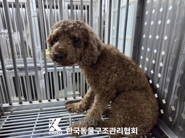 보호 중인 푸들
