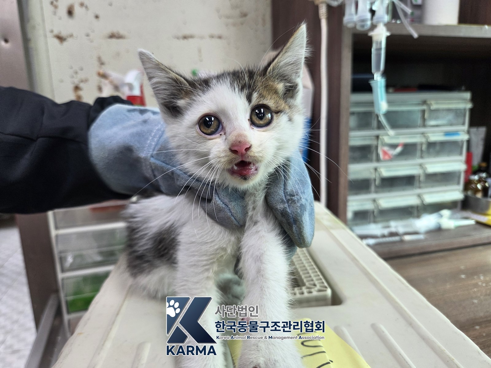 보호 중인 한국 고양이