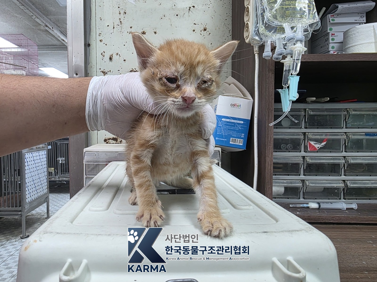 보호 중인 한국 고양이