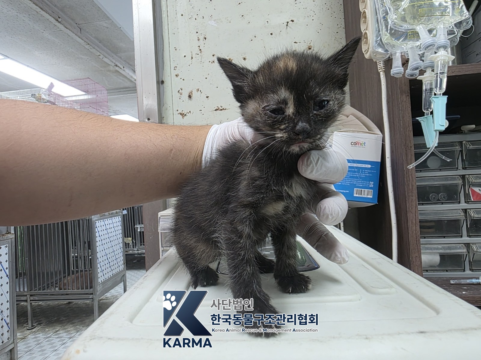 보호 중인 한국 고양이