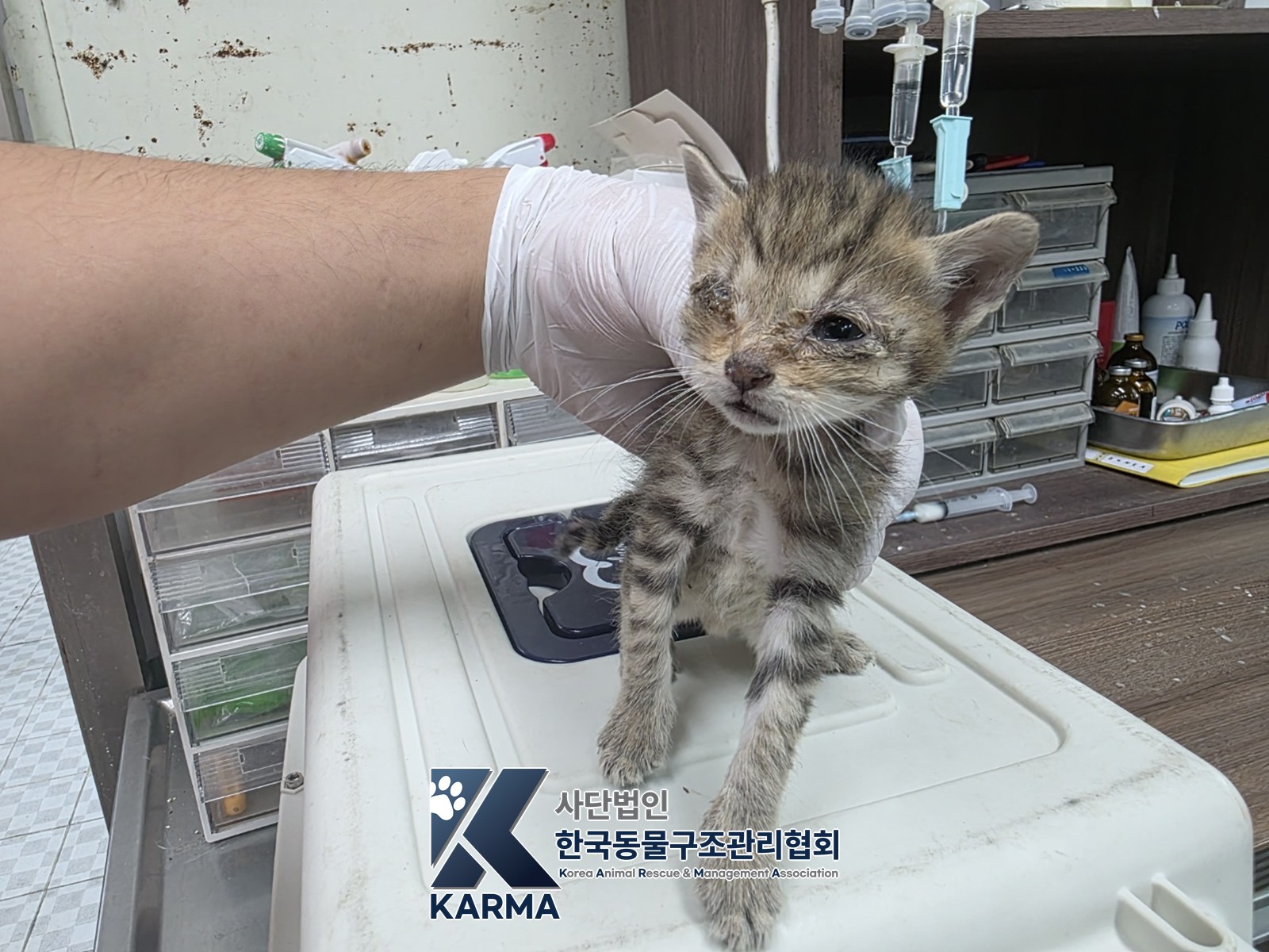 보호 중인 한국 고양이