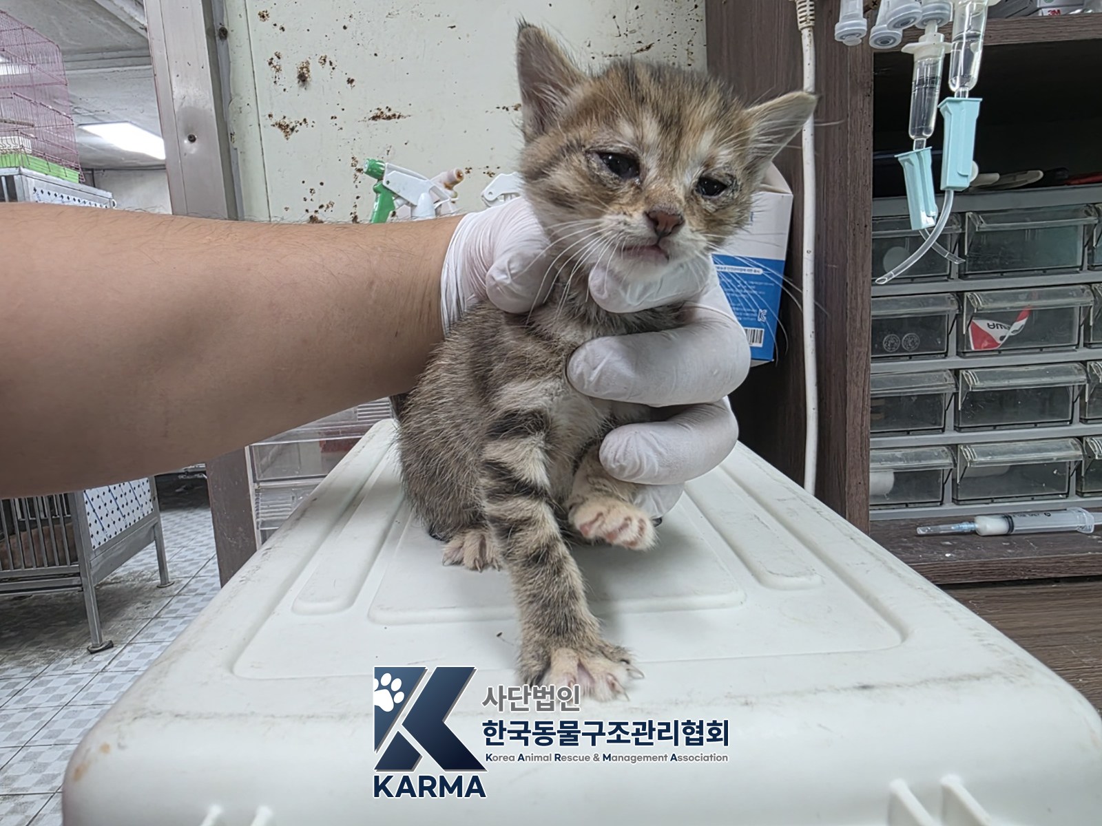 보호 중인 한국 고양이