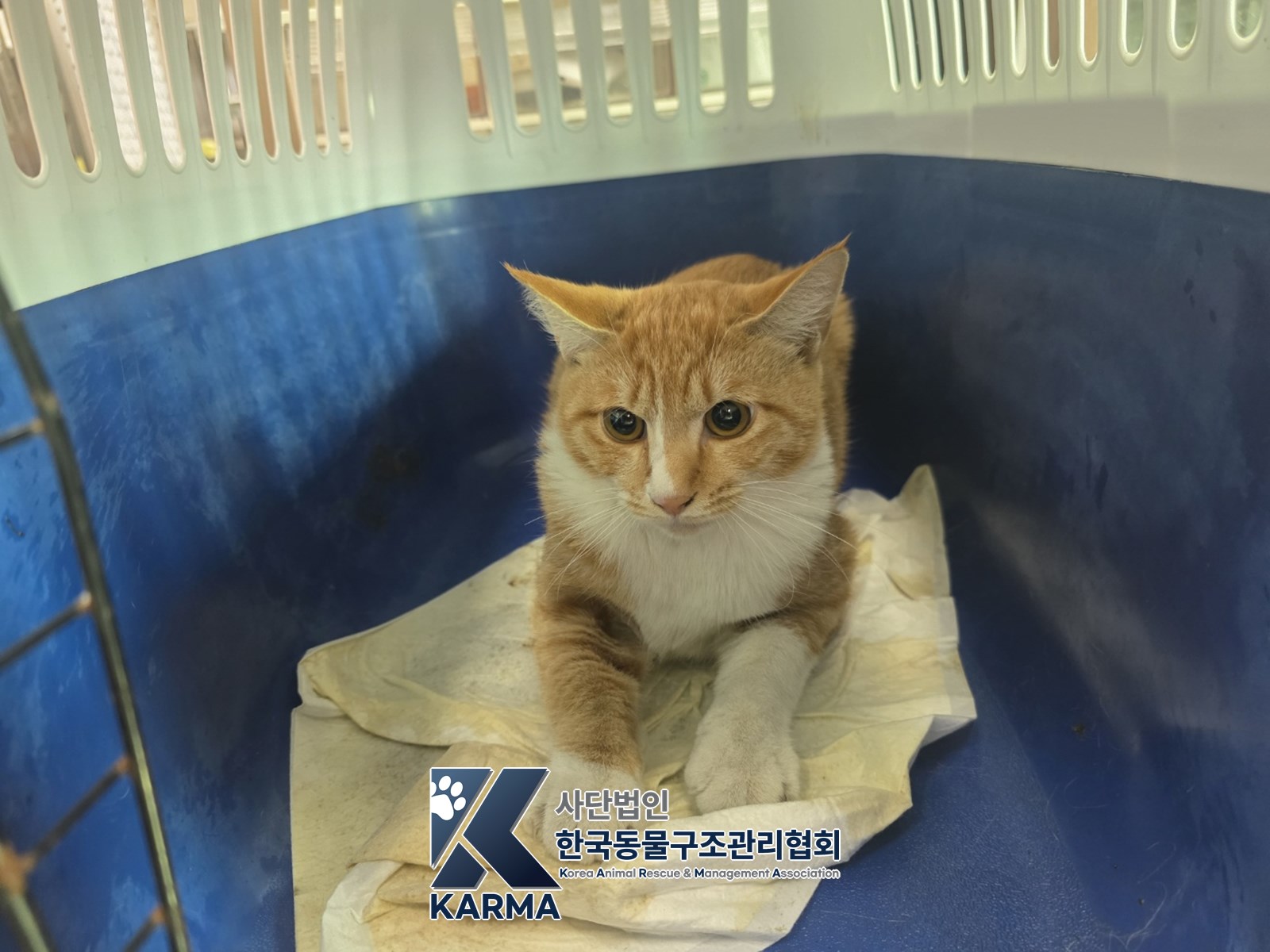 보호 중인 한국 고양이
