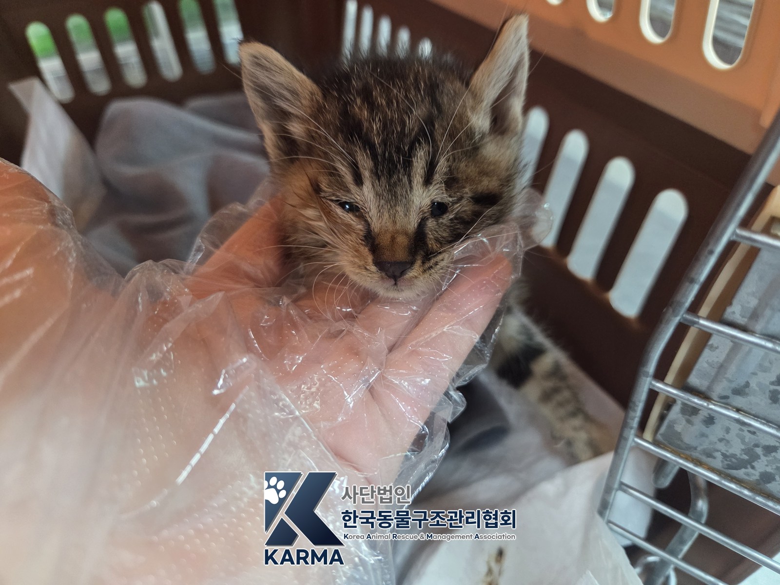 보호 중인 한국 고양이