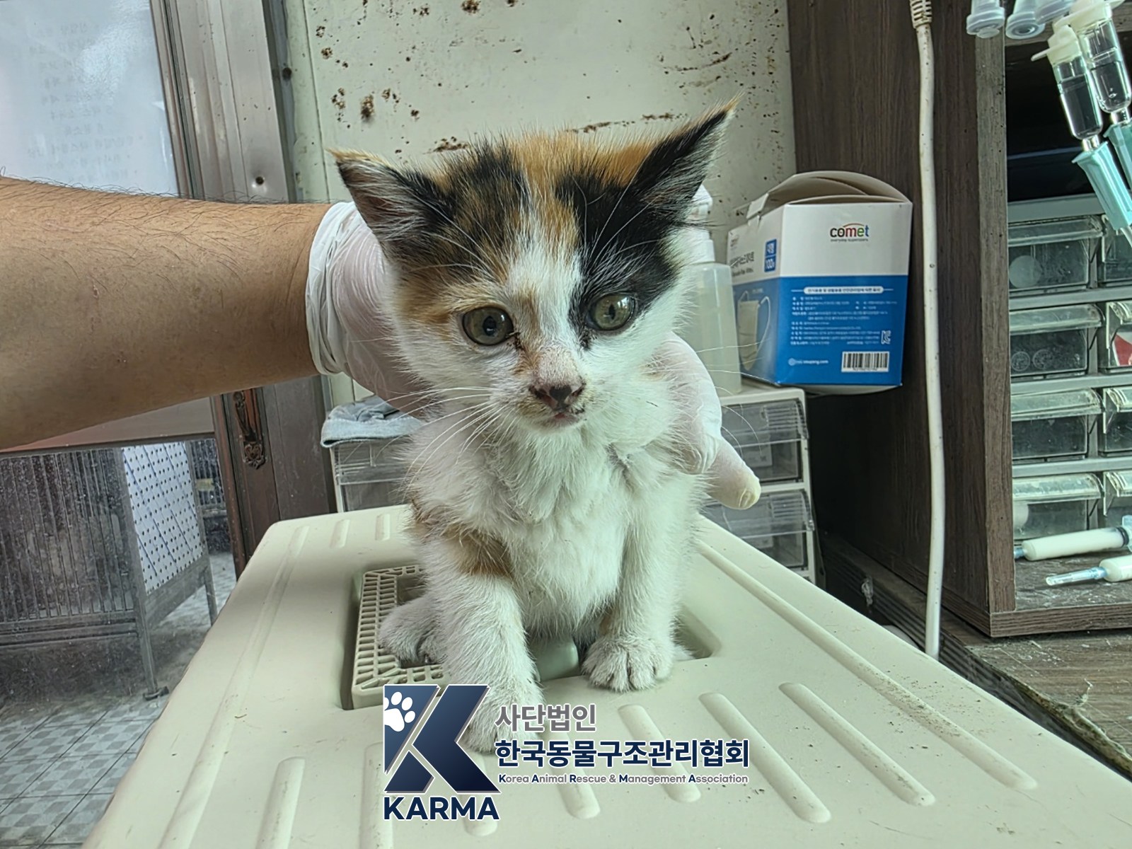 보호 중인 한국 고양이
