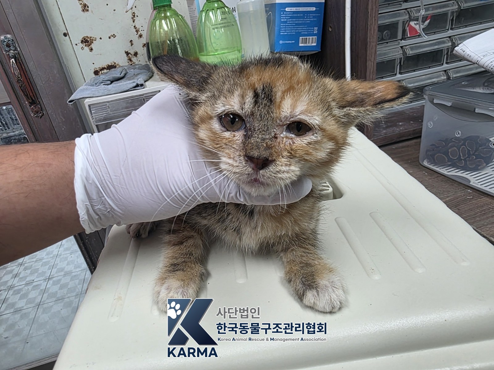 보호 중인 한국 고양이