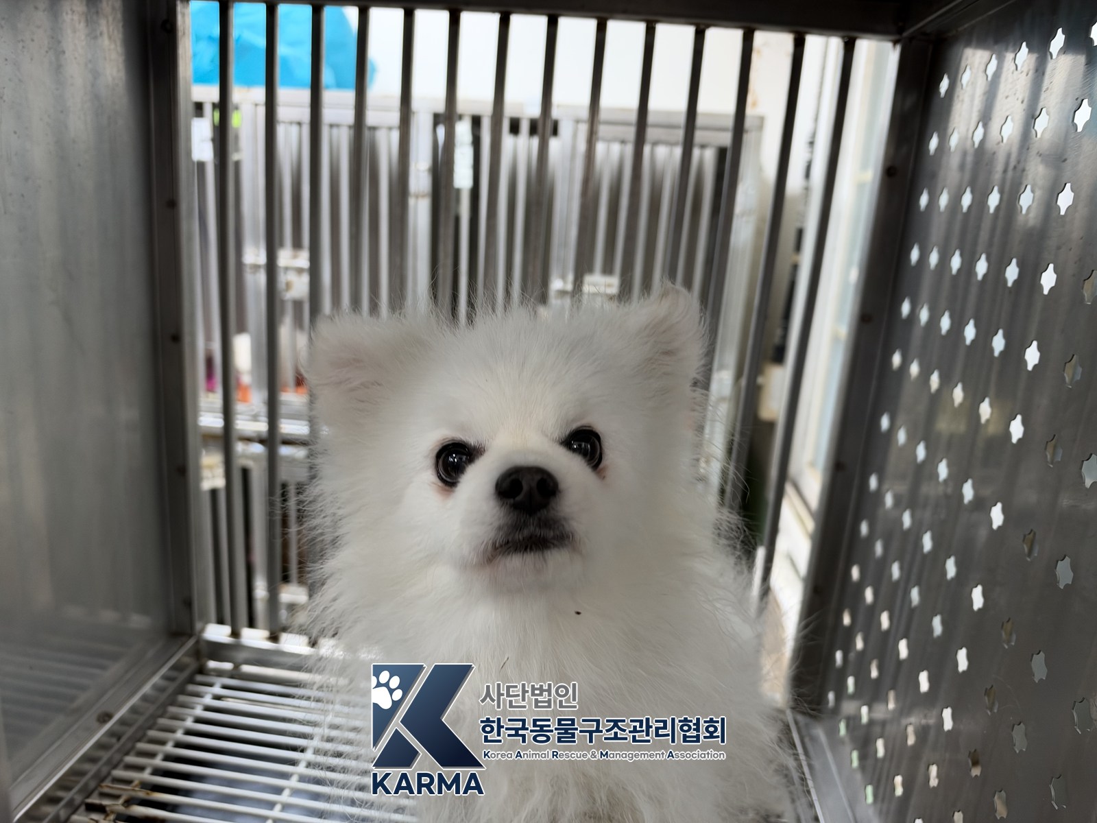 보호 중인 포메라니안