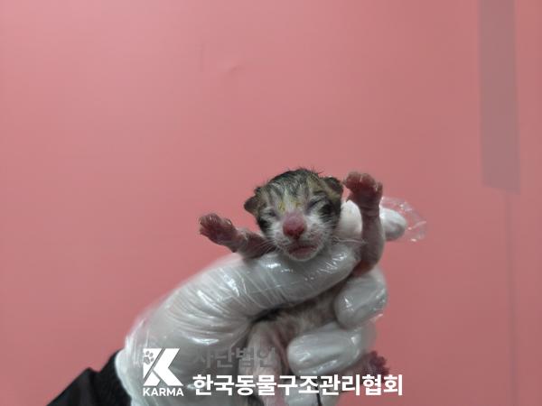 보호 중인 한국 고양이