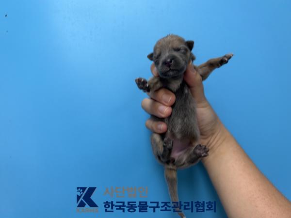 보호 중인 믹스견