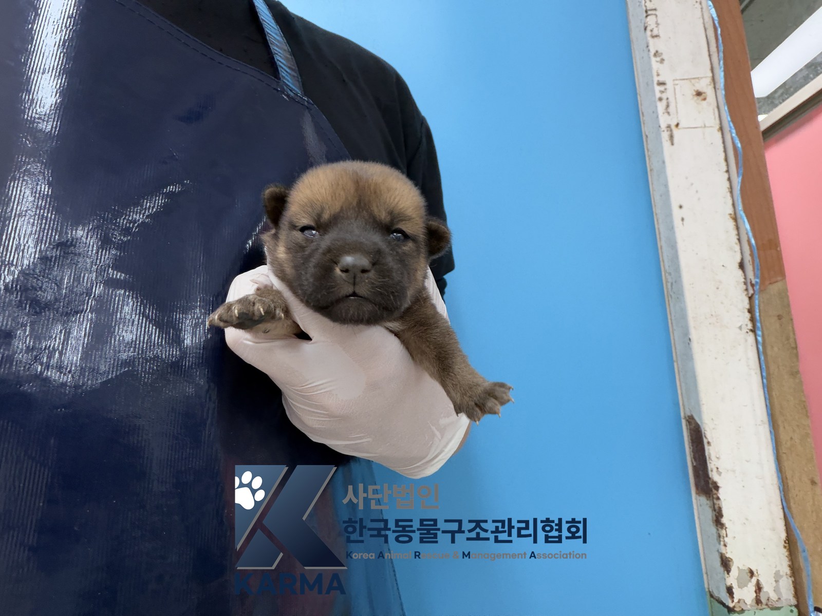 보호 중인 믹스견