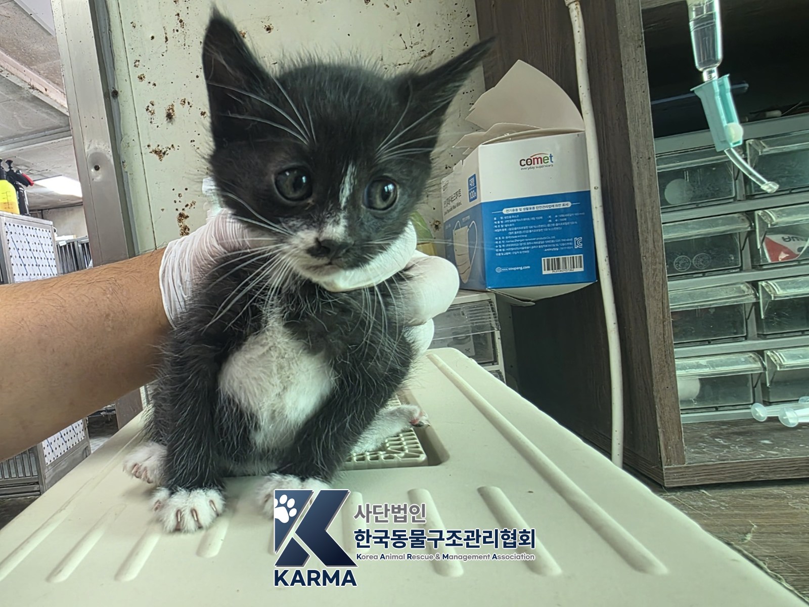 보호 중인 한국 고양이