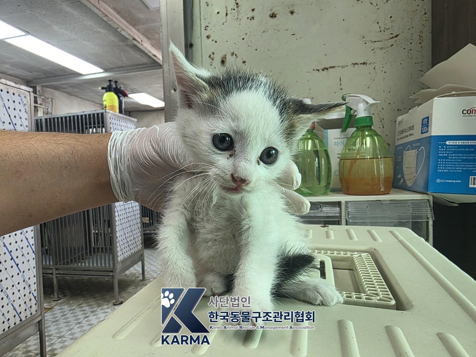 보호 중인 한국 고양이