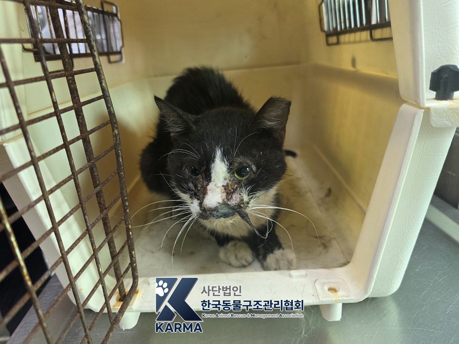 보호 중인 한국 고양이