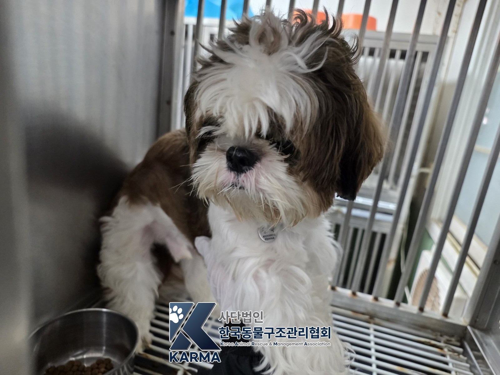 보호 중인 시츄