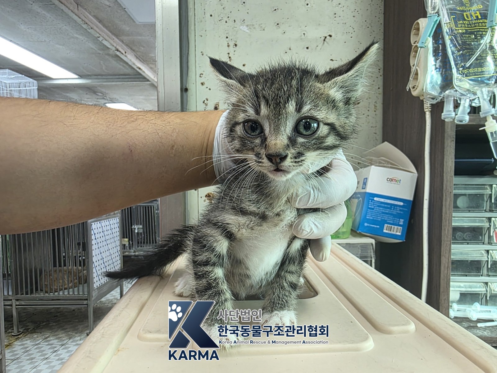 보호 중인 한국 고양이