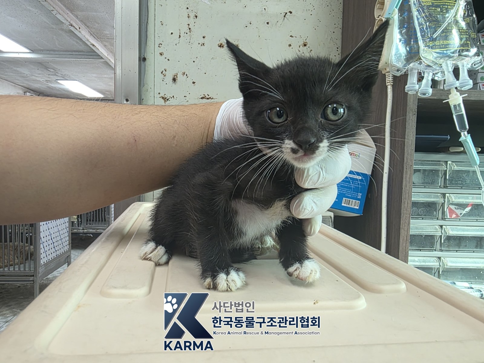 보호 중인 한국 고양이