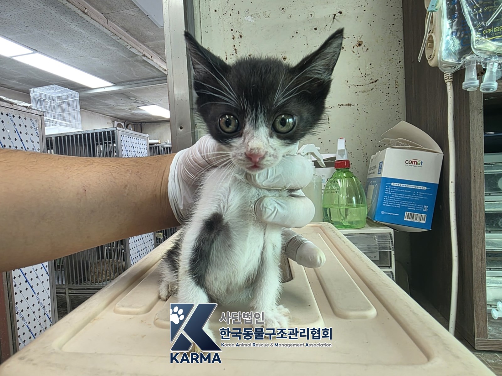 보호 중인 한국 고양이