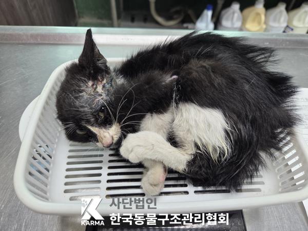 보호 중인 한국 고양이