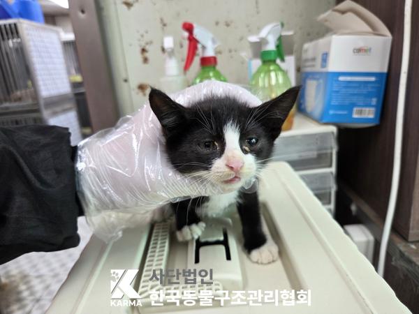 보호 중인 한국 고양이
