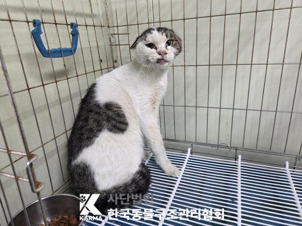 보호 중인 한국 고양이