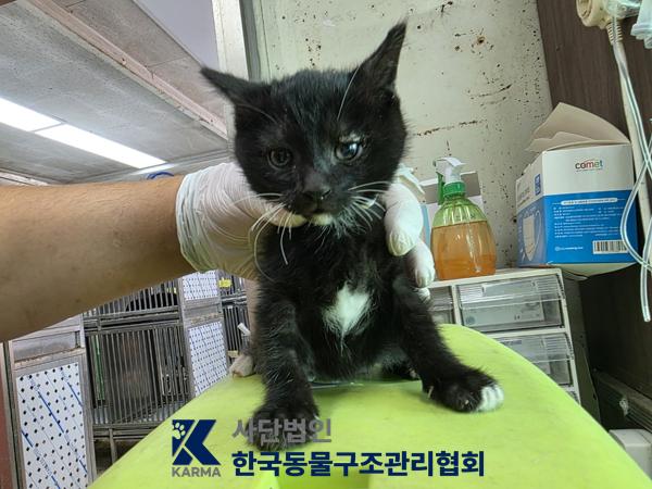 보호 중인 한국 고양이