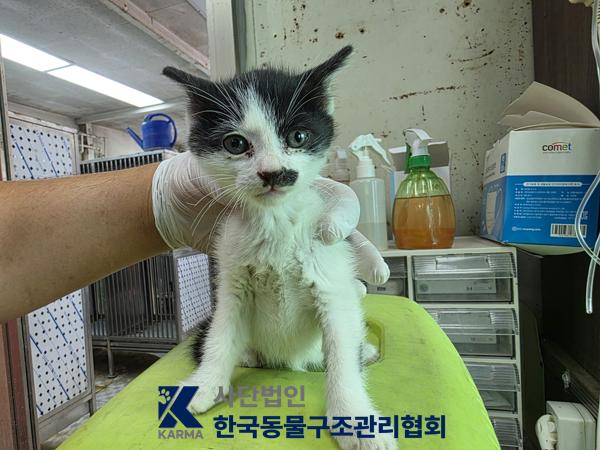 보호 중인 한국 고양이