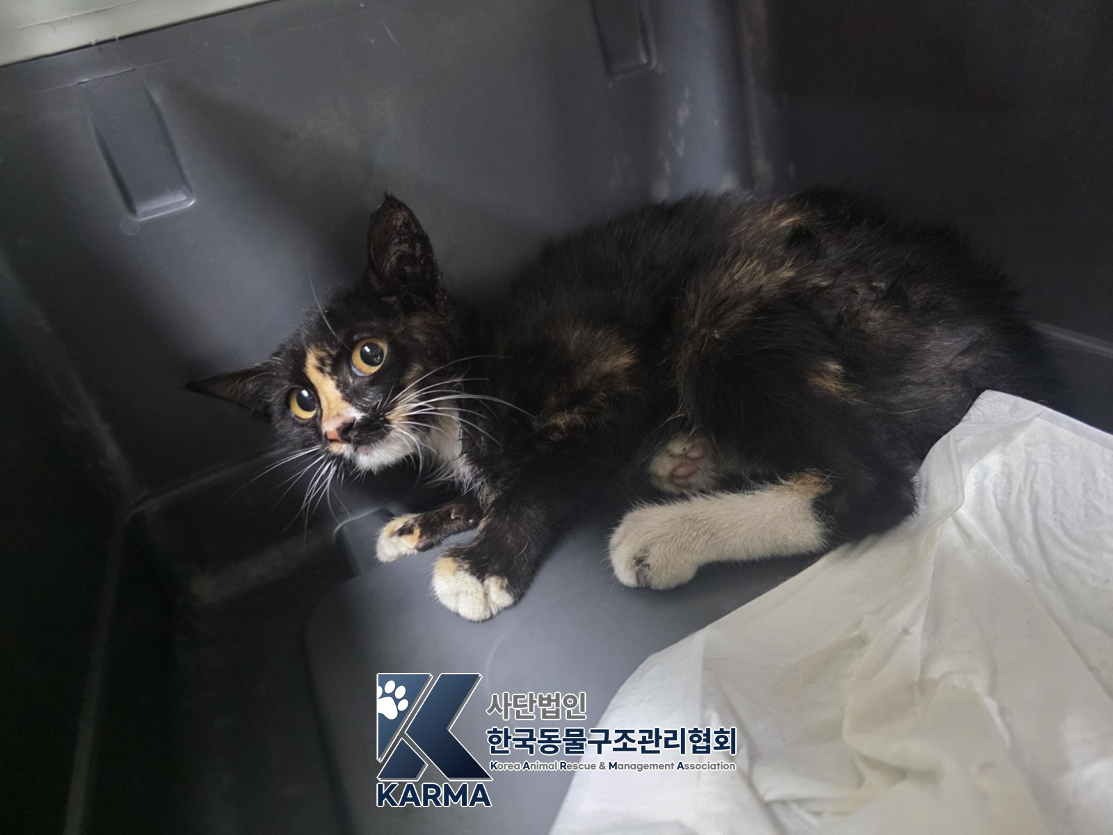 보호 중인 한국 고양이