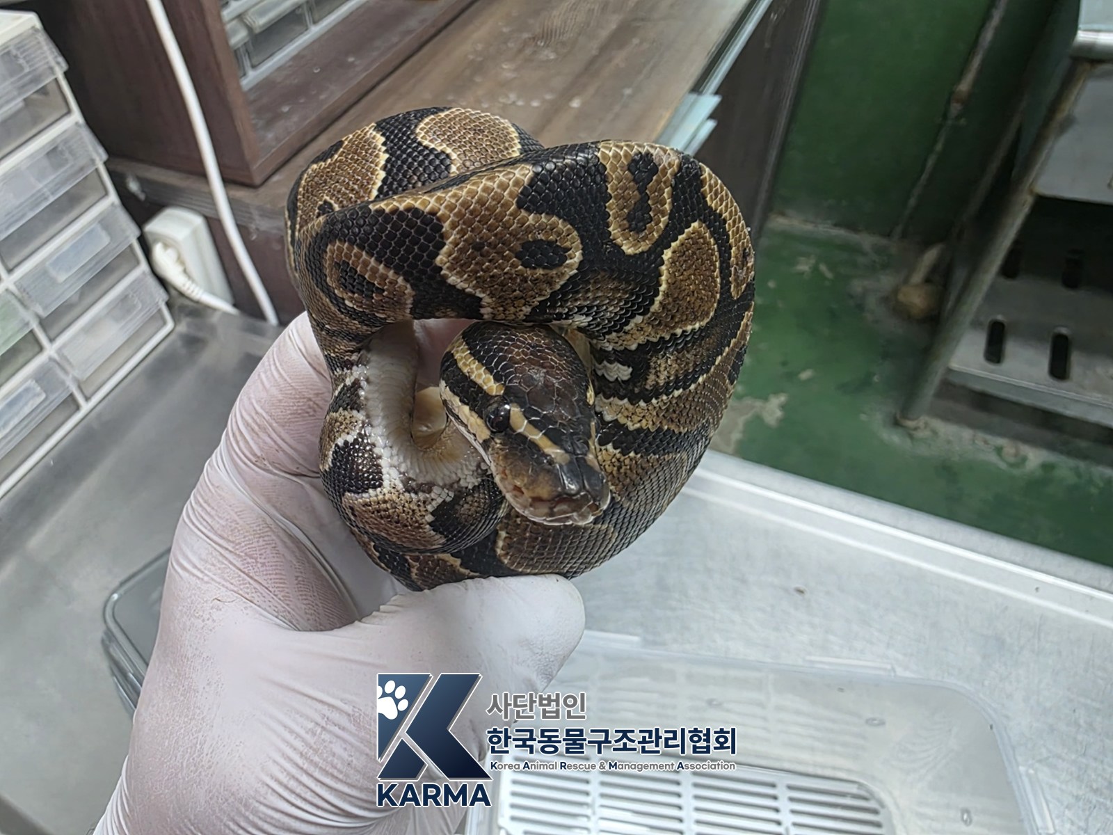 보호 중인 뱀