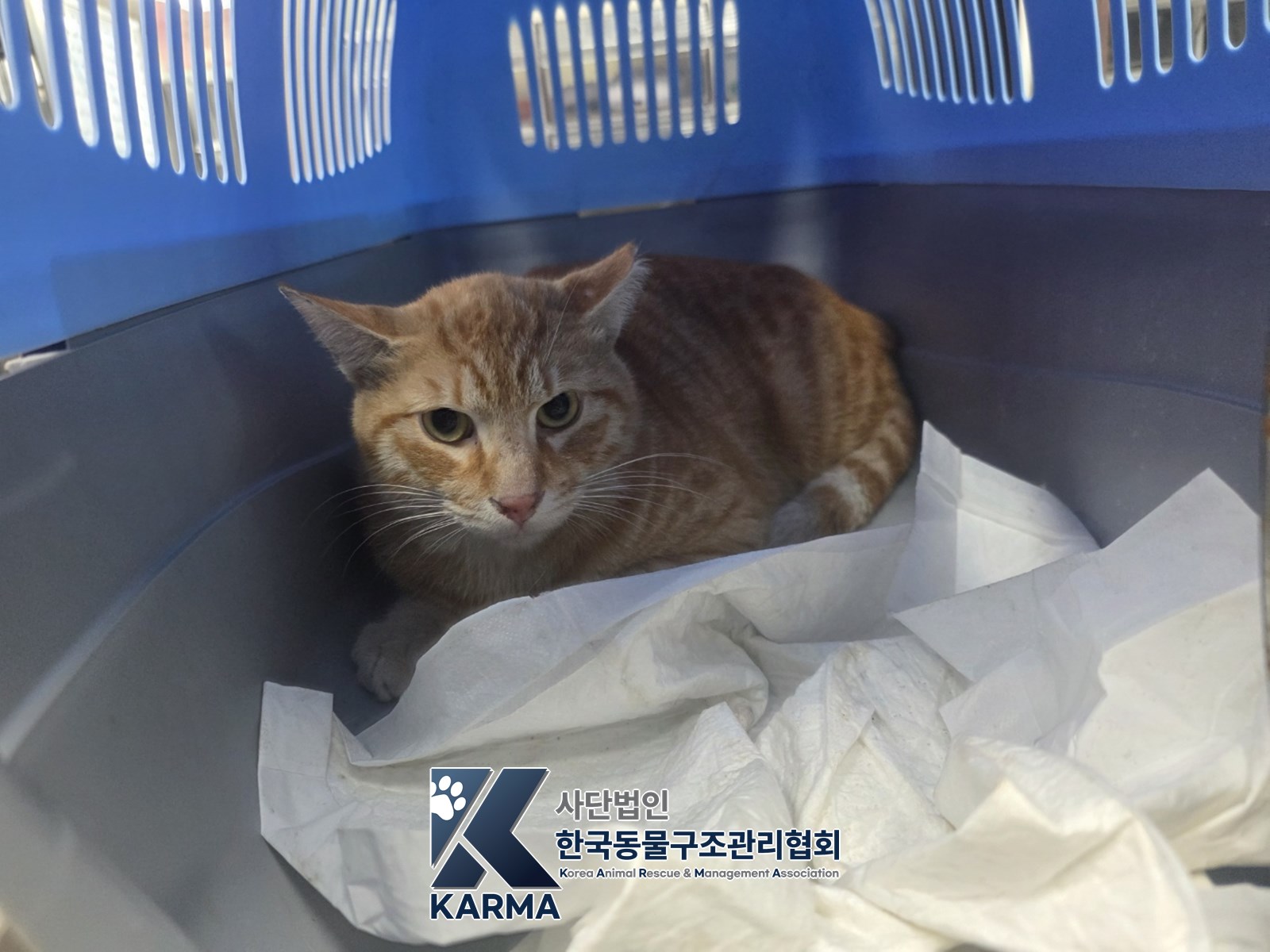 보호 중인 한국 고양이
