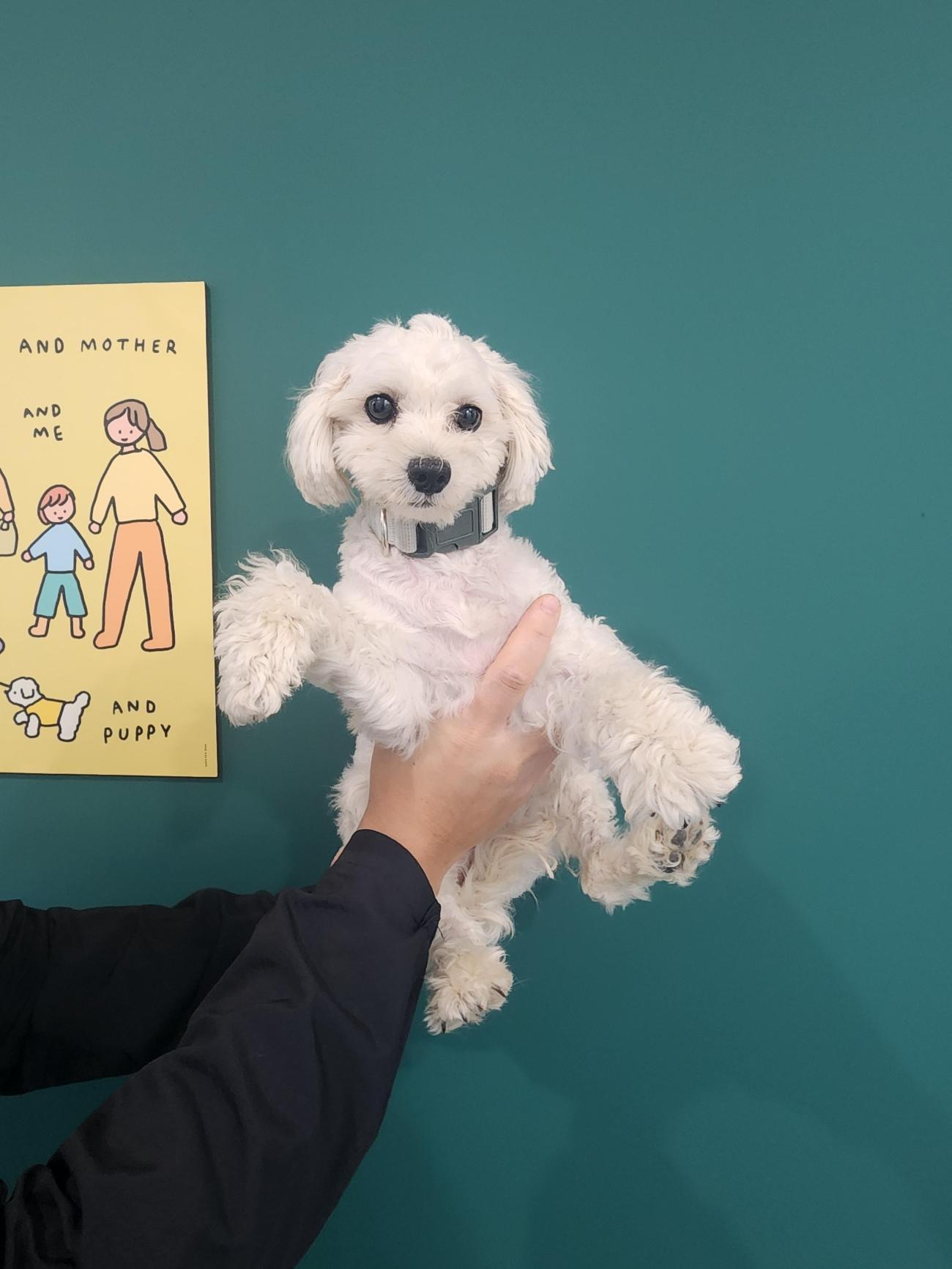 보호 중인 말티즈