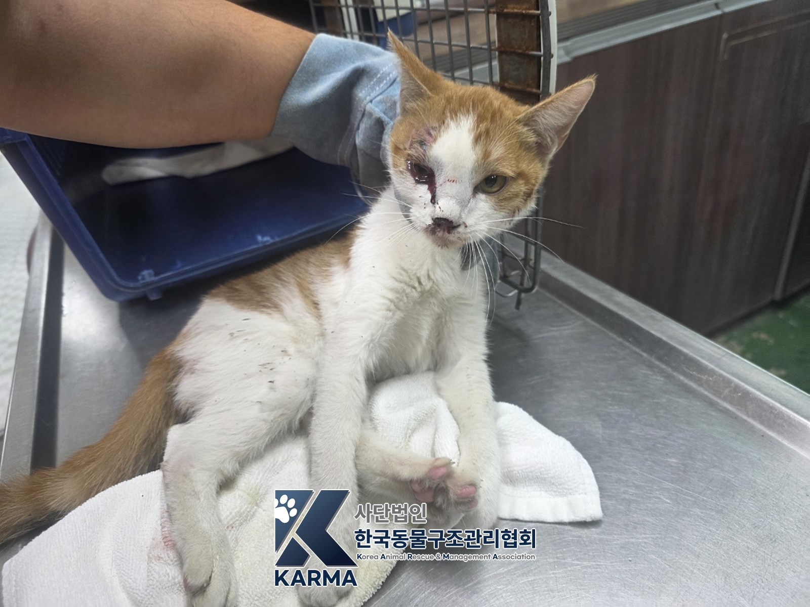 보호 중인 한국 고양이